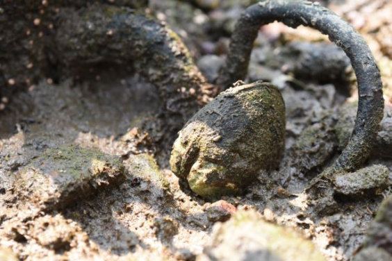 常見於本地紅樹林的歪紅樹蜆 (Geloina expansa) ，透過過濾水中的懸浮物和食物顆粒來進食。牠主要生活於較少被水淹浸的紅樹林高潮間帶，即使數星期沒有水仍能存活。（圖片提供：Joe S Y Lee）
 